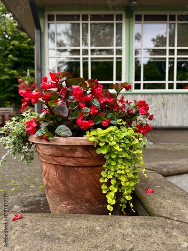 Bild auf Leinwand Outside flowerpot at summer