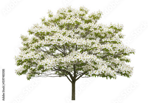Dogwood tree blossom bloom springtime botanical isolated on transparent background
