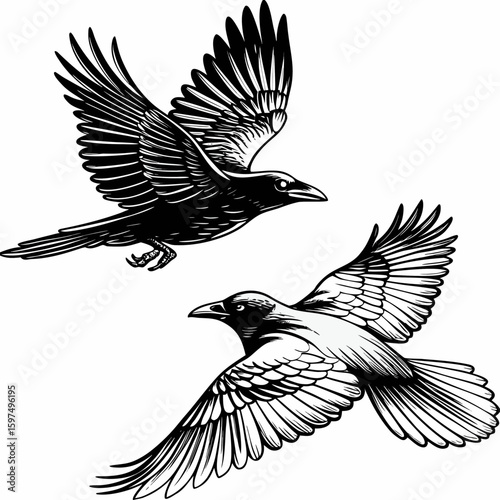 Flying Ravens or Crows - Detailed Black and White Line Art Illustration