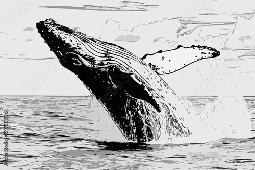 Whale breaching in ocean waters, captured in a black and white sketch illustration showing marine life. Whale breaching illustrates power and beauty of ocean, water splashing around majestic mammal.