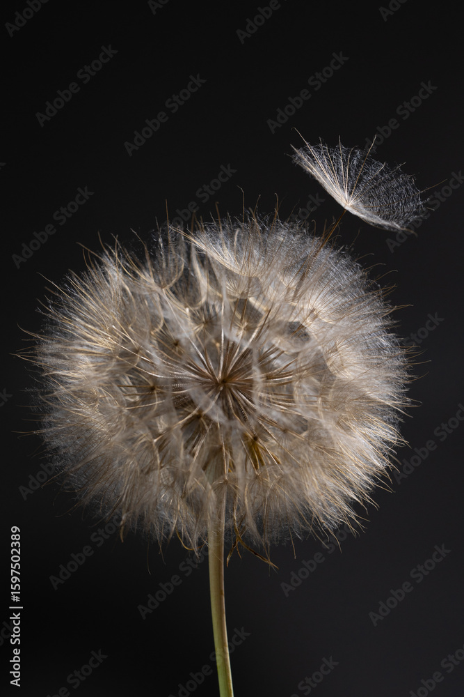 Fototapeta premium A Tragopogon flower with a rounded seed head gently disperses seeds into the air. The delicate white tufts contrast against a deep black backdrop, highlighting the beauty of nature and seed dispersal.