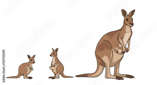 Kangaroo Family Cartoon Illustration