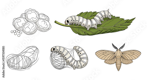 Silkworm Life Cycle Illustration