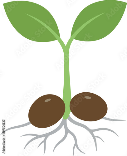 Sprouting seedling with roots