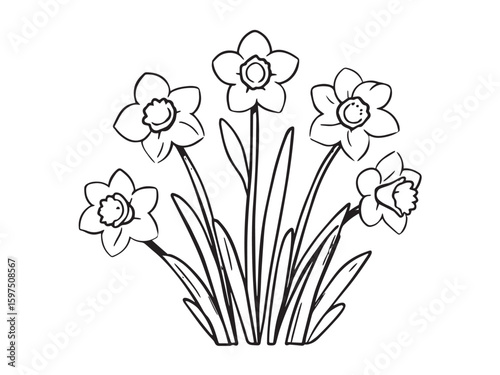 daffodil botanical sketch