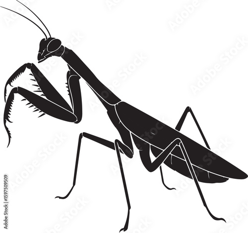 Praying mantis insect with predatory stance, a hunter in the wild, vector rendering for design