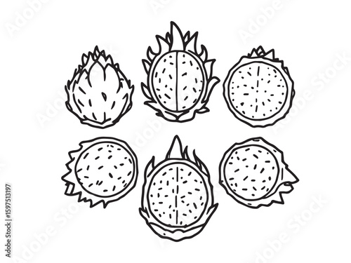 dragon fruit botanical sketch