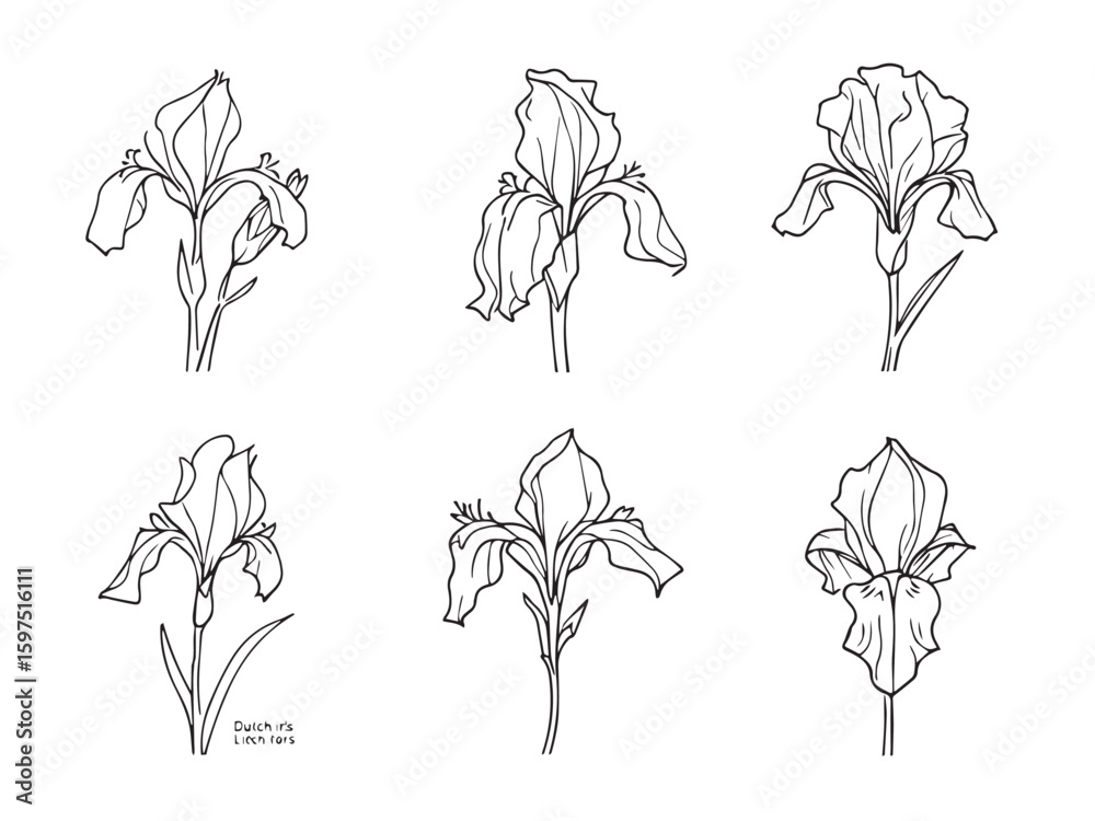Obraz premium dutch iris hand drawn vector