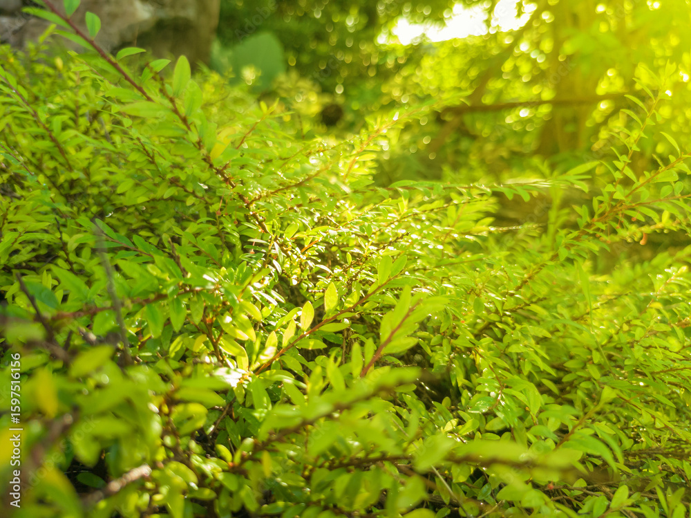 Fototapeta premium Beautiful nature background of trees in the garden and soft yellow sunlight behind blurred and bokeh