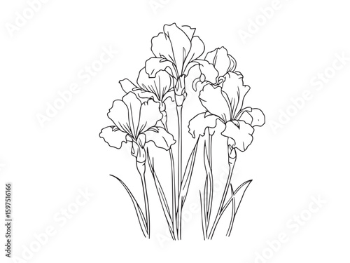 dutch iris contour drawing