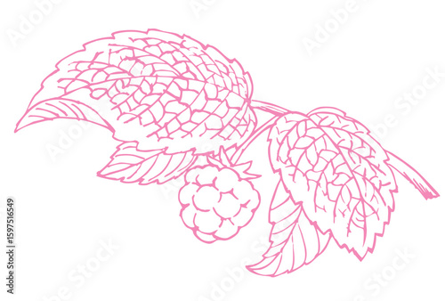 ラズベリーのスケッチ素材。ベクターイラスト素材。