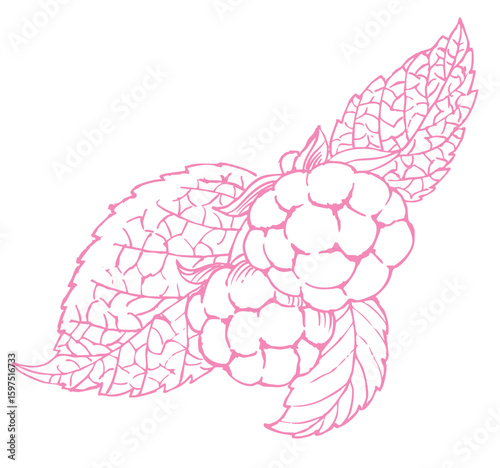 ラズベリーのスケッチ素材。ベクターイラスト素材。