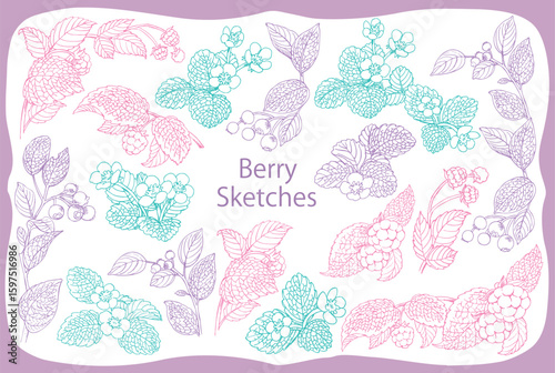 植物のスケッチ素材。ベリー系。ベクターイラスト素材。