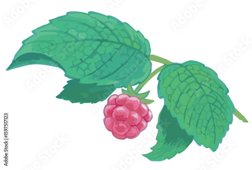 ラズベリーのスケッチ素材。ベクターイラスト素材。