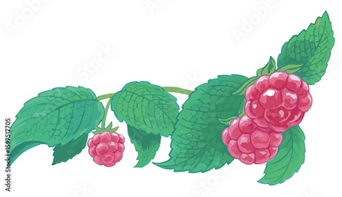 ラズベリーのスケッチ素材。ベクターイラスト素材。
