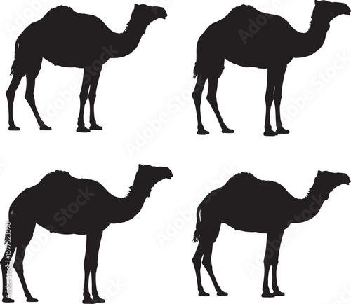 Four dromedary camels standing in profile silhouette