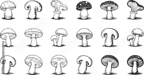 Hand-Drawn Botanical Mushroom Designs