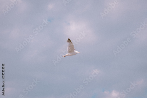 Italian Gull