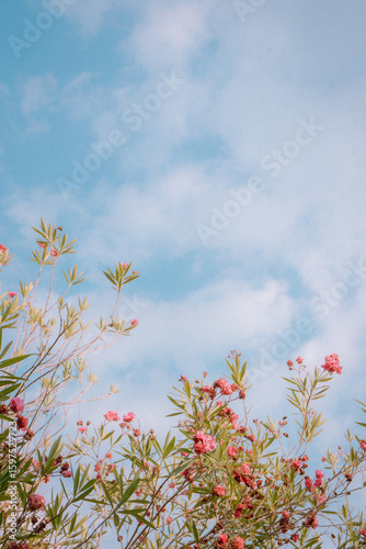 Italian Flowers