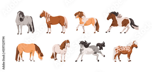 Pony set. Cute small horses, little thoroughbred foals standing, walking, frolicking. Different equine animal breeds, Shetland, Appaloosa. Flat vector illustrations isolated on white background