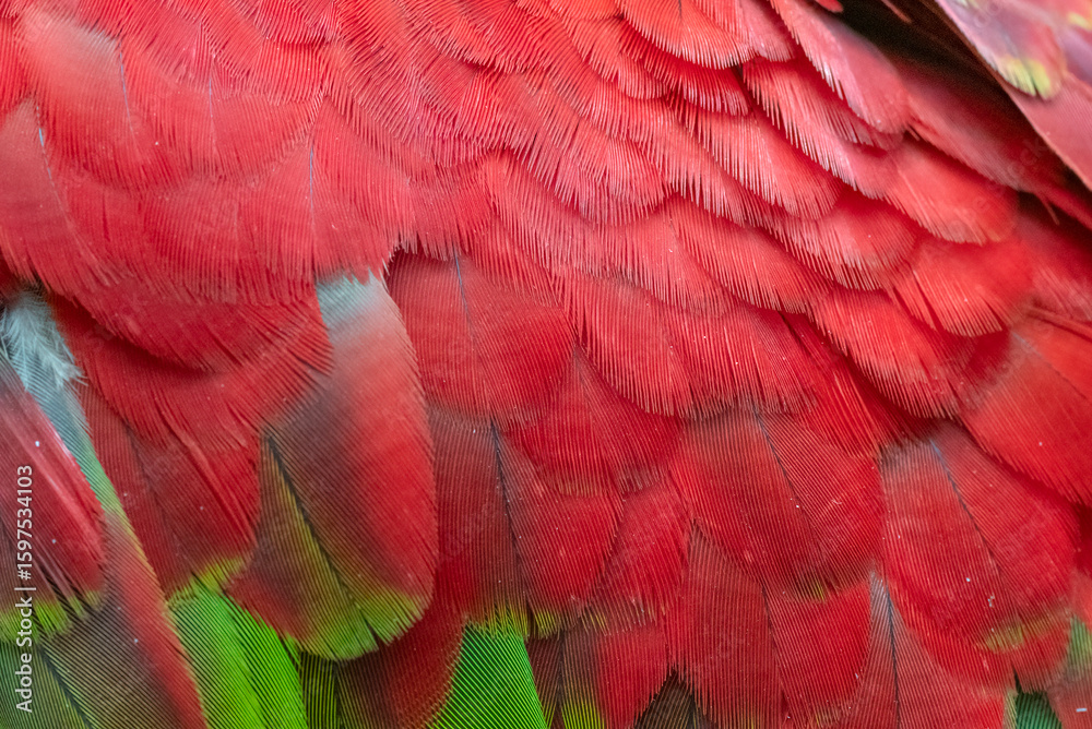 Obraz premium Unique colors and patterns of macaw feathers