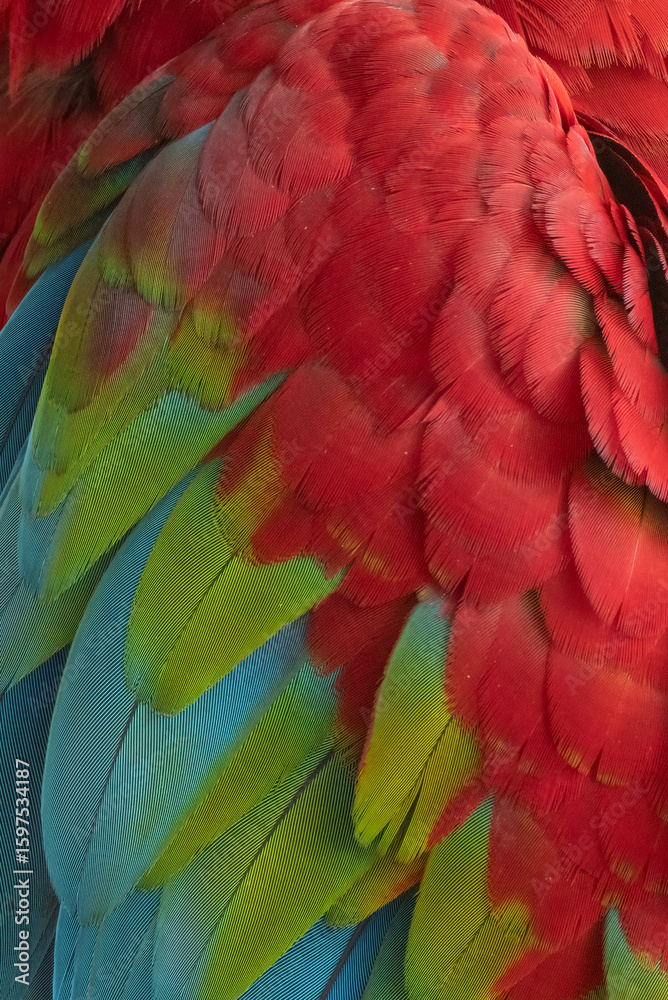 Fototapeta premium Unique colors and patterns of macaw feathers