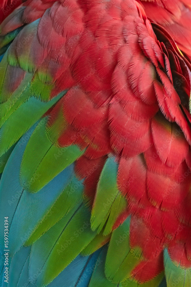 Fototapeta premium Unique colors and patterns of macaw feathers