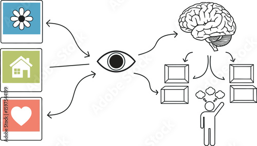 Understanding visual perception how the brain processes images and creates memories and associations