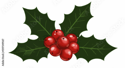 holly berries and leaves on white background