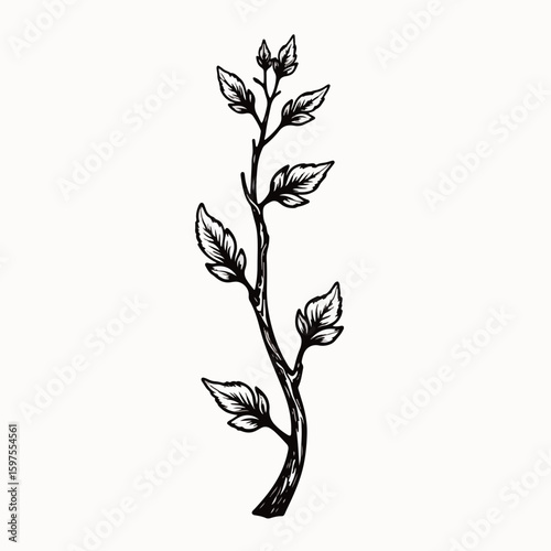 Decorative vine with curl featuring intricate leaves and delicate branches. This natural vine showcases aesthetic details of curls and leaf patterns that enhance floral themes.