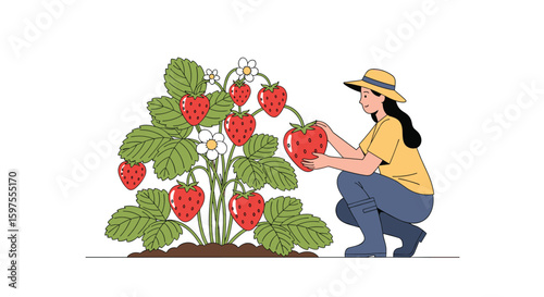 A woman in a hat picks ripe strawberries from a bush in a garden