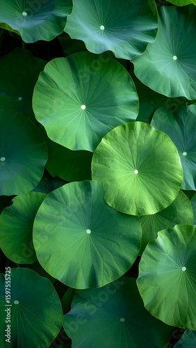 A close-up view of large green lotus leaves floating on water.
