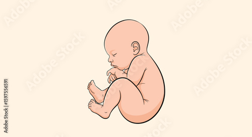 The developing human fetus in the womb a visual journey through gestation