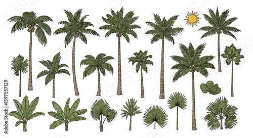 Collection of exotic tropical palm trees and lush greenery vector illustrations