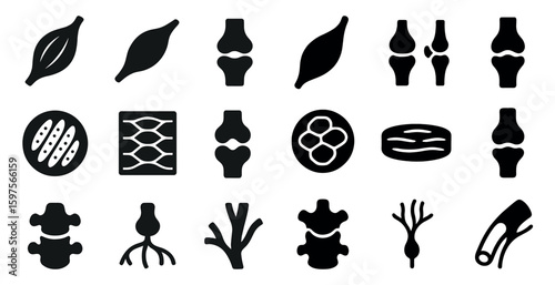 Anatomy solid icons set – flat, medical, human body and biological diagrams