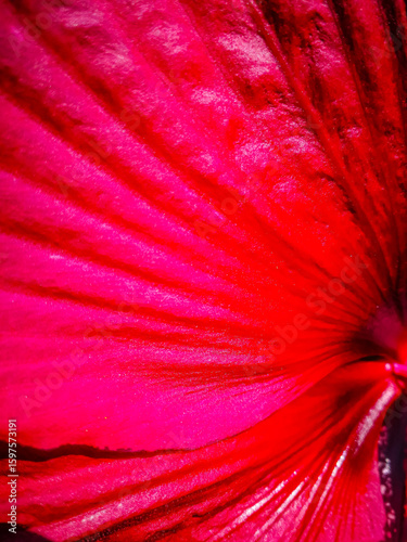Fuchsia flower petal background
