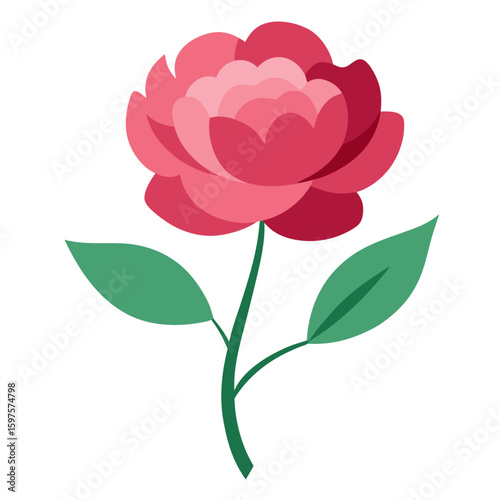 A single peony flower 