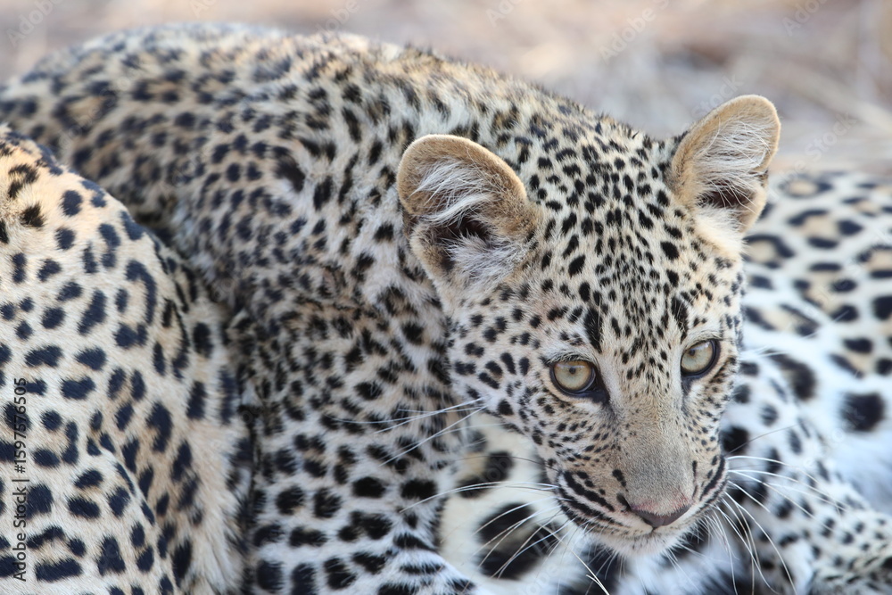 Fototapeta premium Young leopard