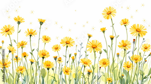 field of yellow daffodils