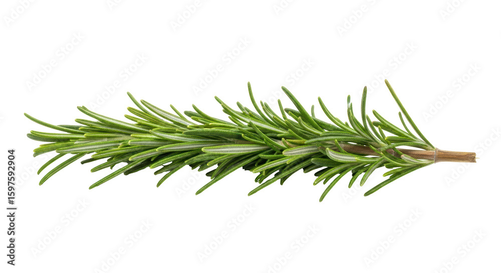 Fototapeta premium Isolated Fresh Rosemary Sprig
