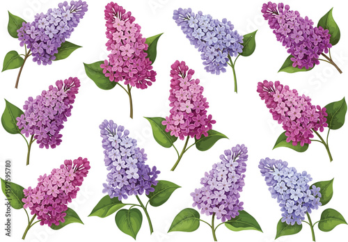 Collection of beautiful blooming lilac flower branches in shades of purple and pink with green leaves isolated on white background