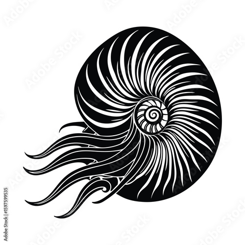 Vector illustration of seashell and snail shell