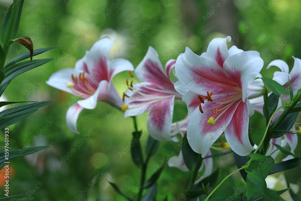 Fototapeta premium 純潔を象徴する花