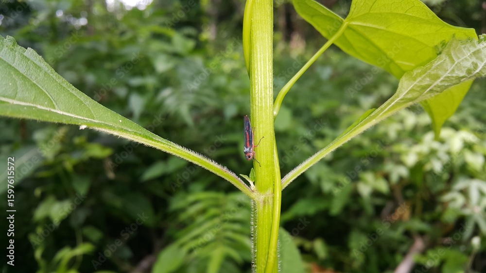 Leafhoppers perch on plant stems. Shot in jungle. Insecta, Hemiptera, Cicadellidae, Eukaryota, Animalia. World Environment Day on June 5th. Leafhoppers perch on plant stems. Shot in jungle. Insecta, Hemiptera, Cicadellidae, Eukaryota, Animalia. World Environment Day on June 5th.