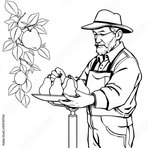 An orchardist measuring pears on a silver scale
