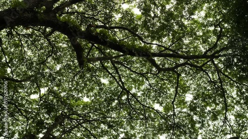 Looking up at massive rainforest tree in lush Thai jungle.