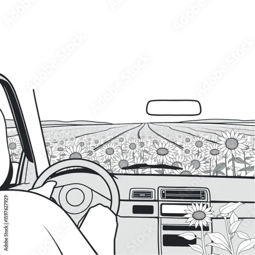 A driver pausing by wild sunflower fields to photograph the view