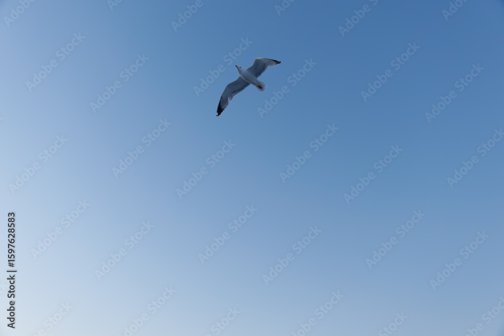 Fototapeta premium seagull flying on blue sky
