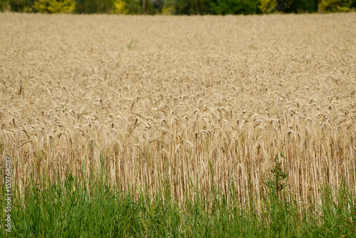 Blick über ein grosses, reifendes Roggenfeld (Secale cereale) im Juli