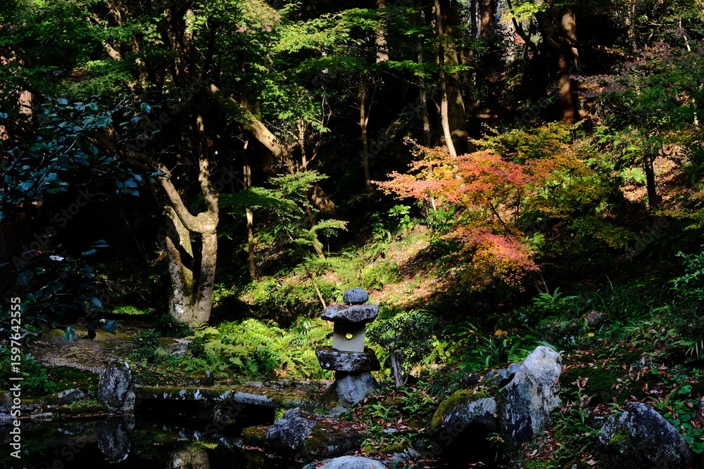 Fototapeta premium 日本、京都、紅葉、寺院、三千院、鳥居、木造建築、古代建築、日本文化、歷史名勝、古都京都の文化財、木、綠色、青空、秋、絶景、写真素材
